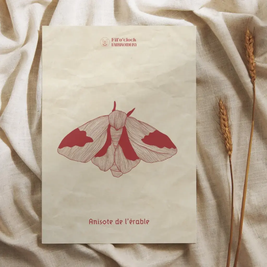 Carte illustrée Anisote de l'érable - Moths