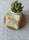 Lingettes lavables réutilisables - Lot de 4 - Motif fleurs vertes